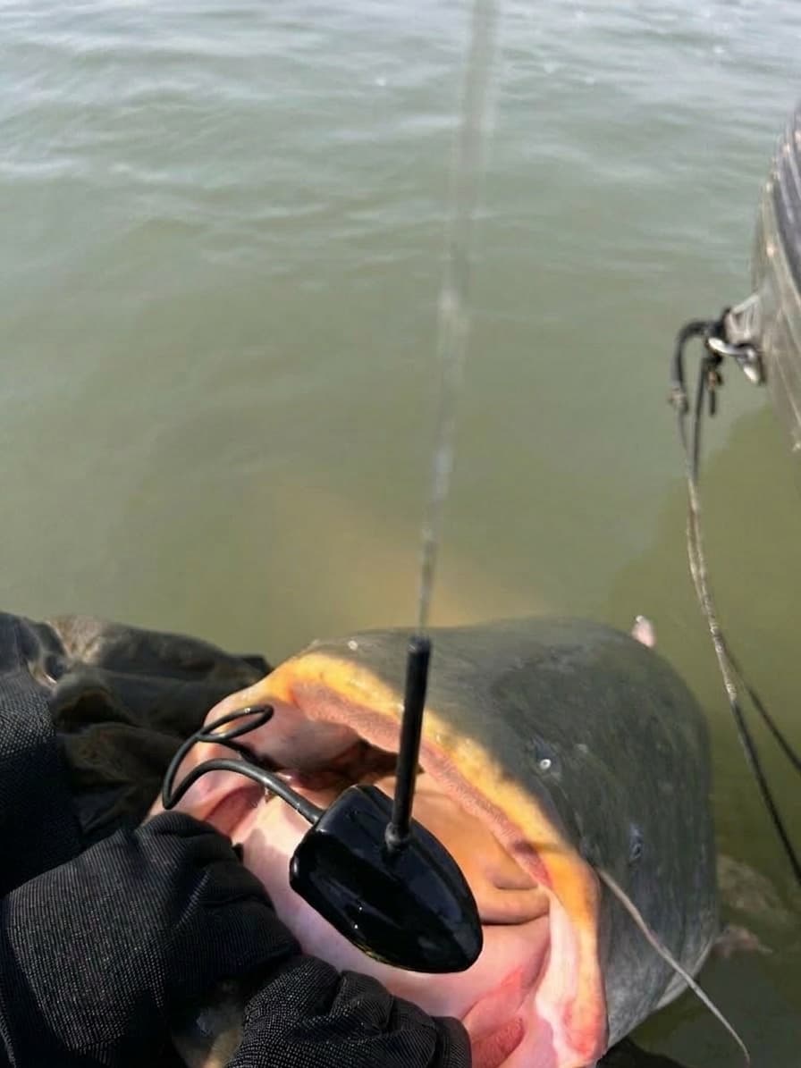 Pelagic Fireball - Bild 4